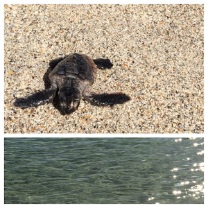 Loggerhead sea turtle