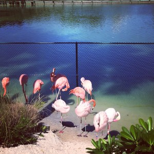 Pretty pink flamingos at Fisher Island's aviary